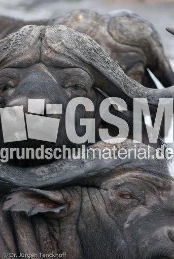 Afrikanischer Büffel (74 von 102).jpg